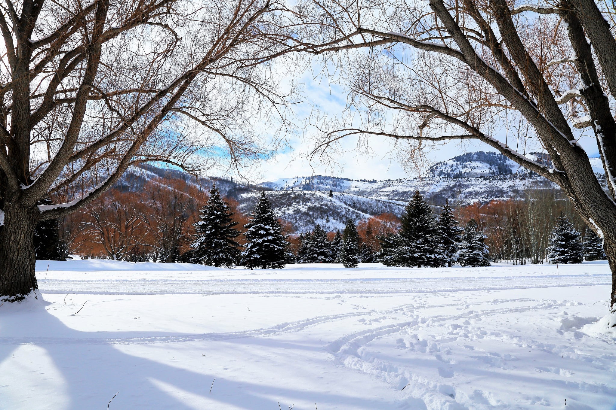 Snow Yard - Fine Art Print