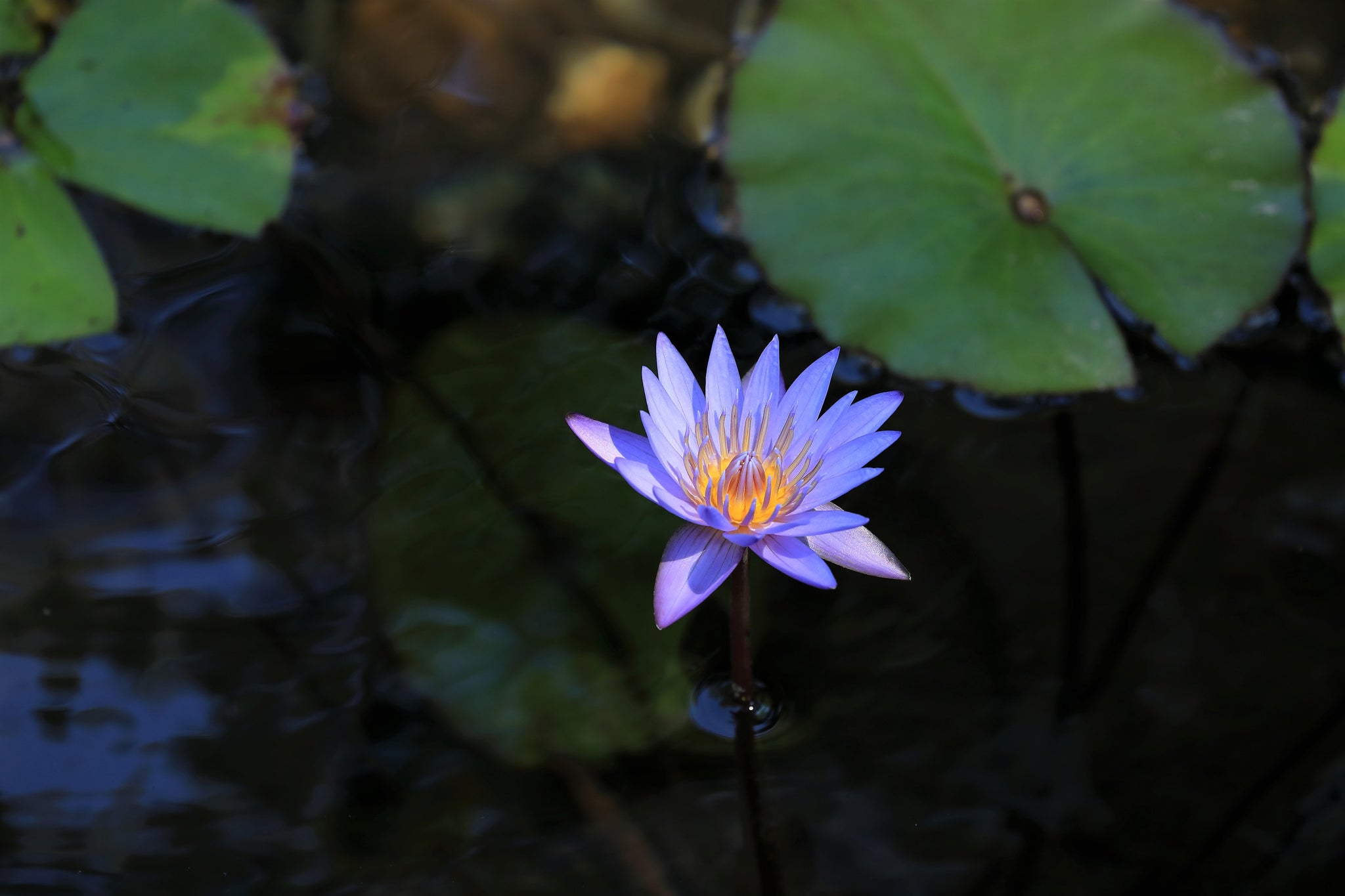 Lilly Flower - Fine Art Print