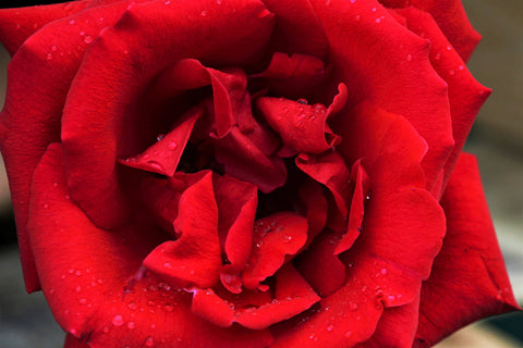 Rose Center - Fine Art Print