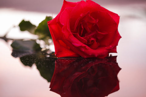 Rose Reflection - Fine Art Print