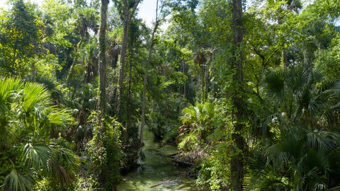 Florida Springs D1- Fine Art Print