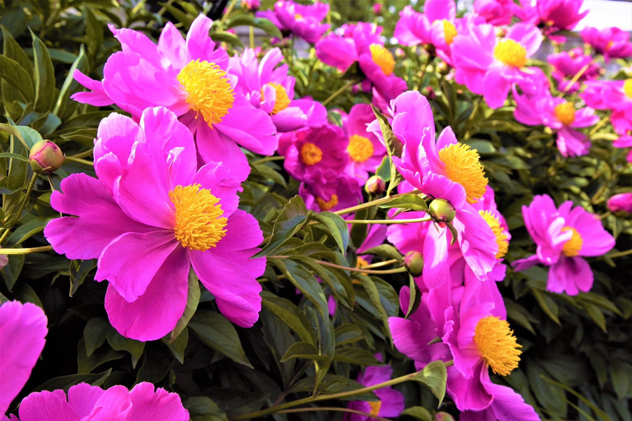 Montreal Flowers - Fine Art Print