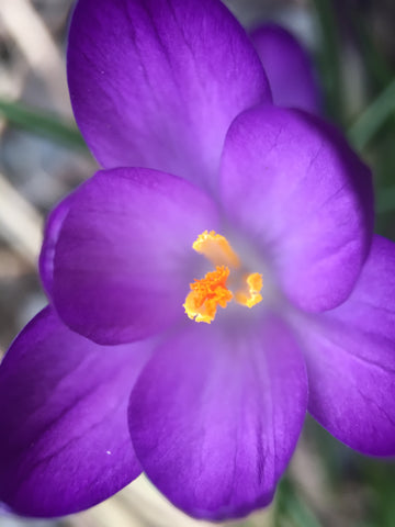 Purple Orchid - Fine Art Print
