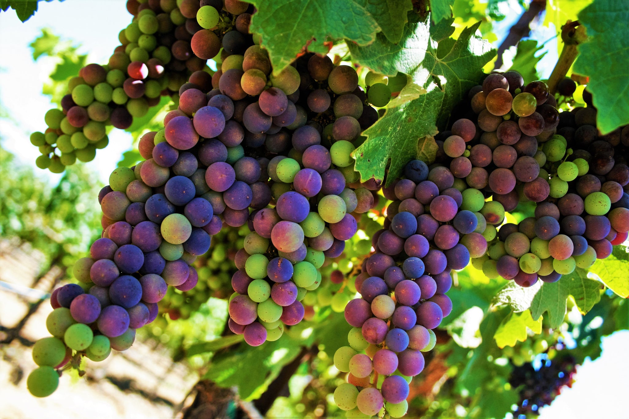Grapes SF2 - Fine Art Print