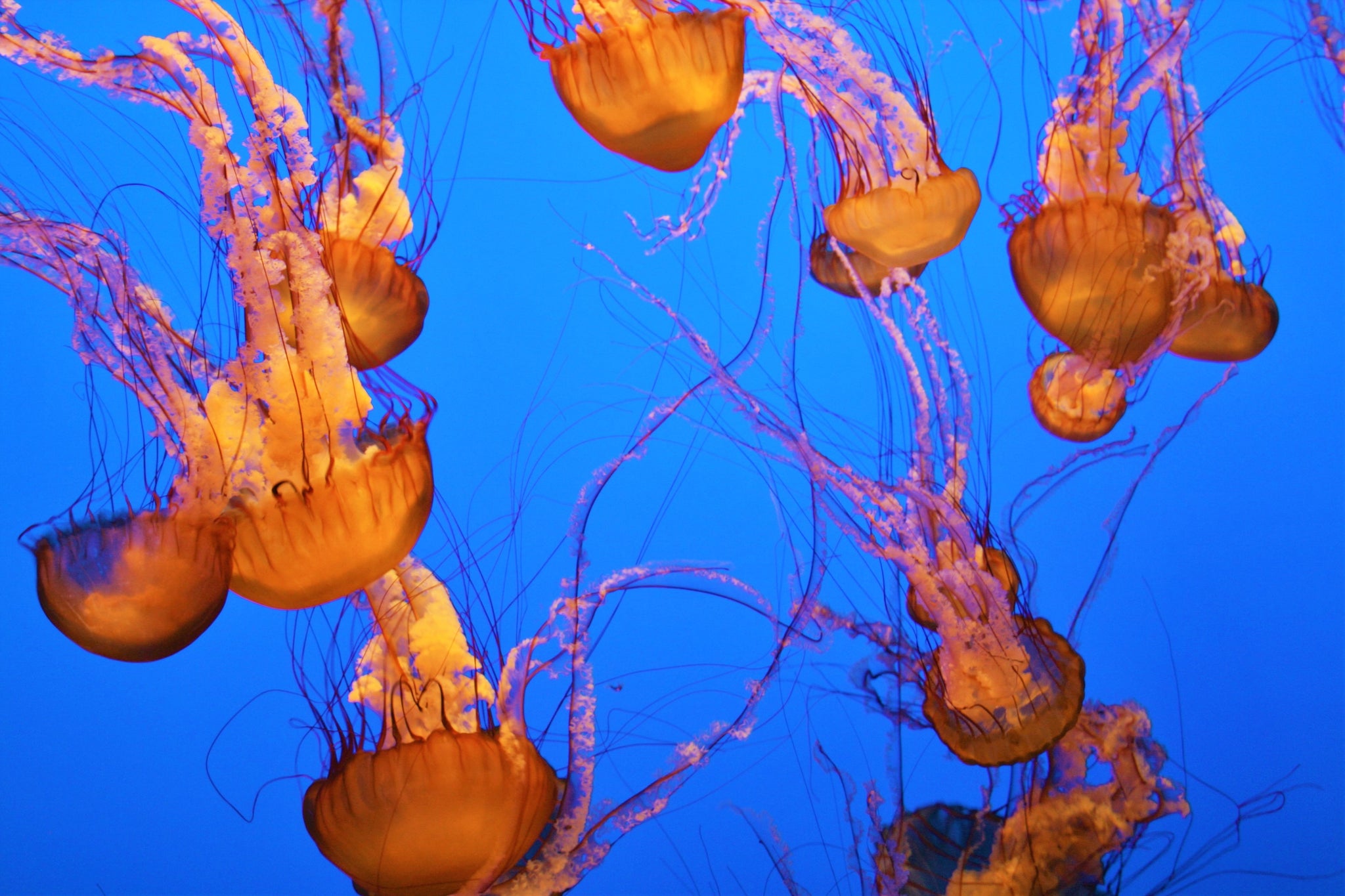 Jelly Fish O1 - Fine Art Print