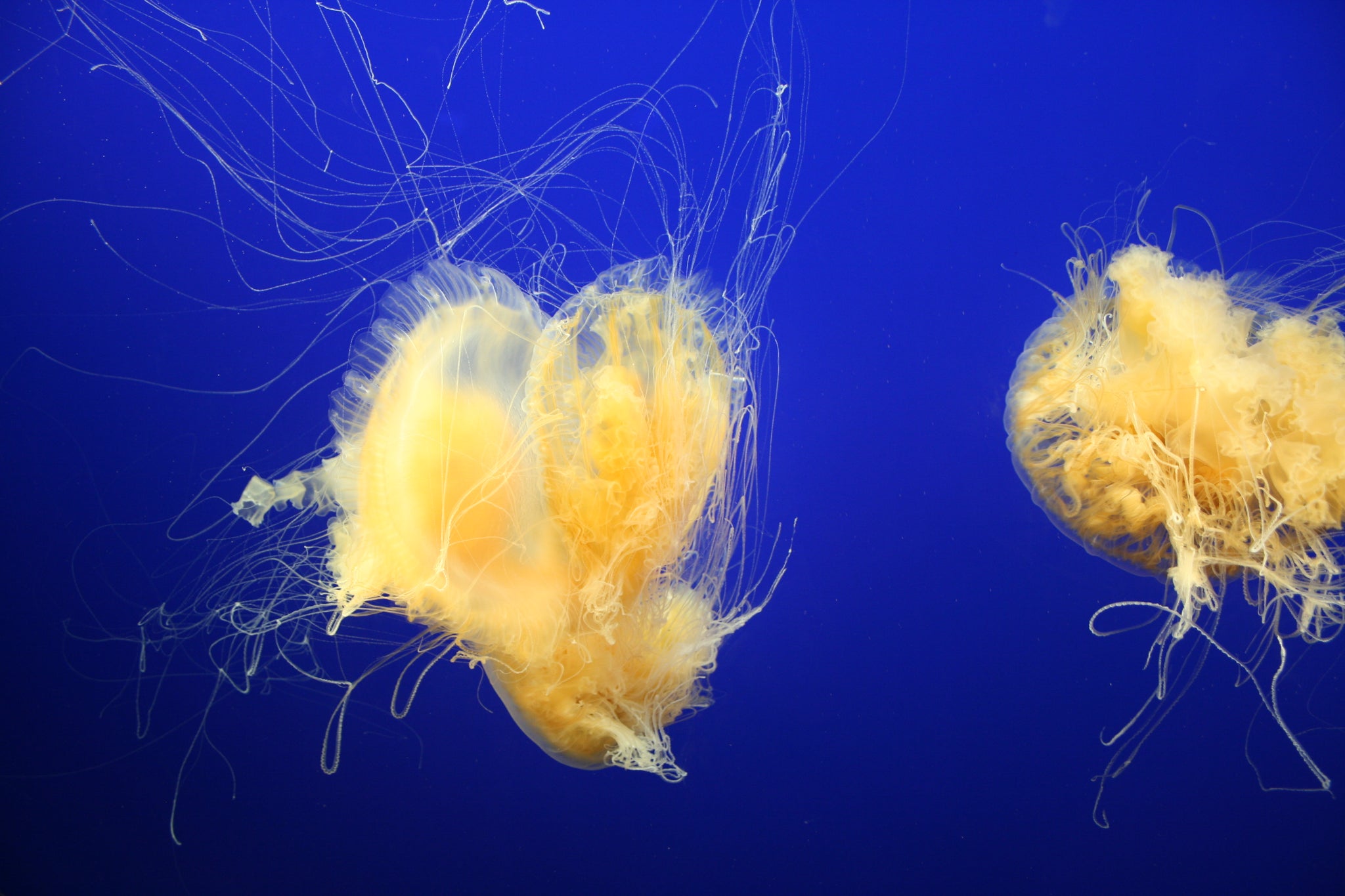 Jelly Fish Y1 - Fine Art Print