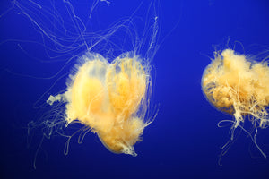 Jelly Fish Y1 - Fine Art Print