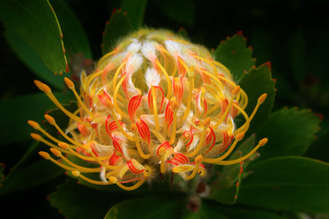 Yellow Feathered Flower - Fine Art Print