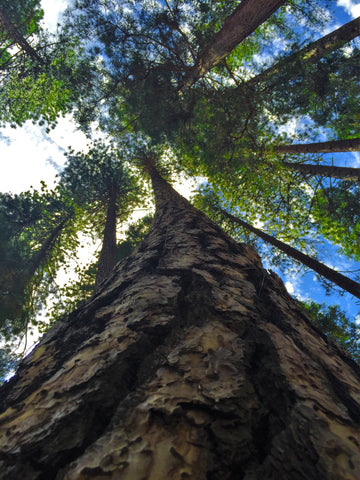 Yosemite Sky Tree View- Fine Art Print