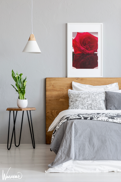 Rose Reflection - Fine Art Print