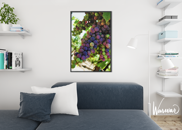 Grapes SF2 - Fine Art Print