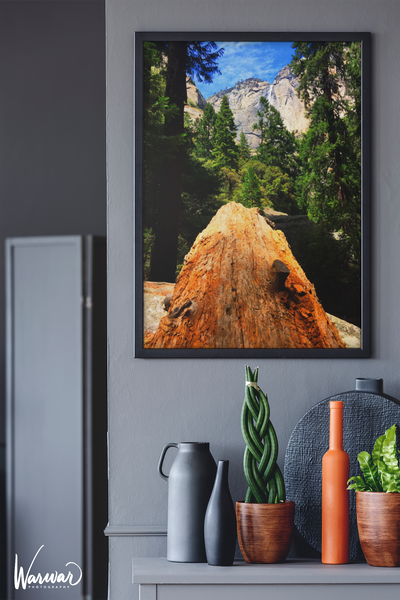 Yosemite Fallen Tree - Fine Art Print