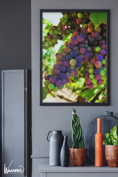 Grapes SF2 - Fine Art Print