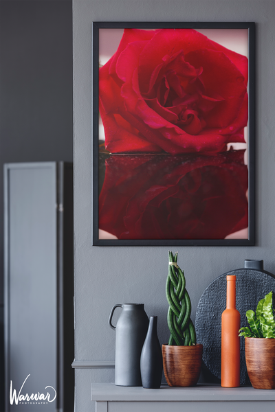 Rose Reflection - Fine Art Print