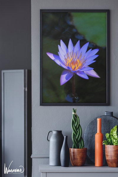Lilly Flower - Fine Art Print