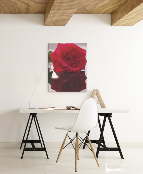 Rose Reflection - Fine Art Print