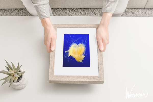 Jelly Fish Y1 - Fine Art Print