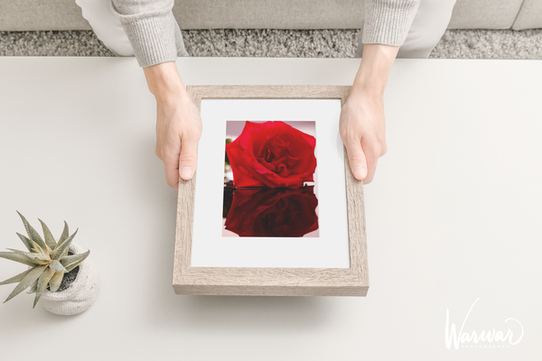 Rose Reflection - Fine Art Print
