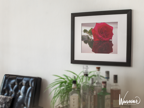 Rose Reflection - Fine Art Print